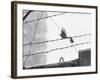 Sparrow Landing on Barbed Wire Atop the Berlin Wall-Paul Schutzer-Framed Photographic Print