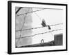 Sparrow Landing on Barbed Wire Atop the Berlin Wall-Paul Schutzer-Framed Photographic Print