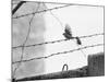 Sparrow Landing on Barbed Wire Atop the Berlin Wall-Paul Schutzer-Mounted Photographic Print
