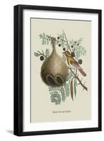 Sparrow of India-J. Forbes-Framed Art Print
