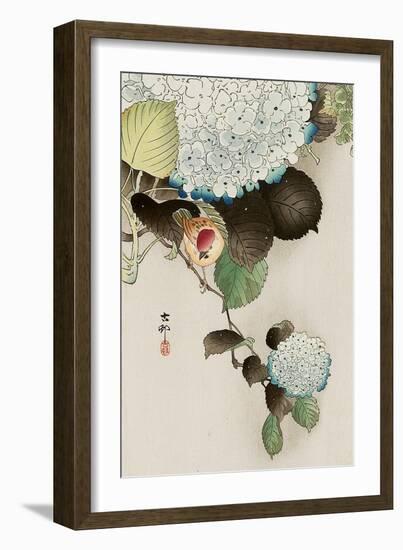 Sparrow on Hydrangea-Koson Ohara-Framed Giclee Print