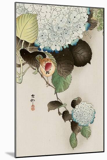 Sparrow on Hydrangea-Koson Ohara-Mounted Giclee Print