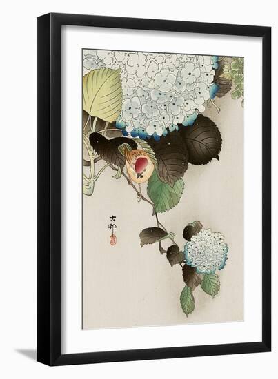 Sparrow on Hydrangea-Koson Ohara-Framed Premium Giclee Print