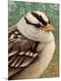 Sparrow-James W. Johnson-Mounted Giclee Print