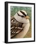 Sparrow-James W. Johnson-Framed Giclee Print