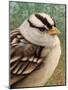 Sparrow-James W. Johnson-Mounted Giclee Print