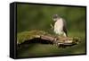 Sparrowhawk (Accipiter Nisus) Adult Male Grooming. Scotland, UK, February-Mark Hamblin-Framed Stretched Canvas