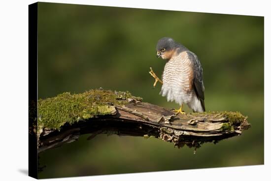 Sparrowhawk (Accipiter Nisus) Adult Male Grooming. Scotland, UK, February-Mark Hamblin-Stretched Canvas