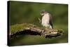 Sparrowhawk (Accipiter Nisus) Adult Male Grooming. Scotland, UK, February-Mark Hamblin-Stretched Canvas