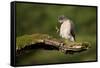Sparrowhawk (Accipiter Nisus) Adult Male Grooming. Scotland, UK, February-Mark Hamblin-Framed Stretched Canvas