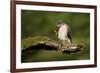 Sparrowhawk (Accipiter Nisus) Adult Male Grooming. Scotland, UK, February-Mark Hamblin-Framed Photographic Print