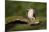 Sparrowhawk (Accipiter Nisus) Adult Male Grooming. Scotland, UK, February-Mark Hamblin-Mounted Photographic Print