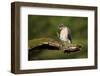 Sparrowhawk (Accipiter Nisus) Adult Male Grooming. Scotland, UK, February-Mark Hamblin-Framed Photographic Print