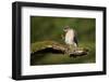 Sparrowhawk (Accipiter Nisus) Adult Male Grooming. Scotland, UK, February-Mark Hamblin-Framed Photographic Print