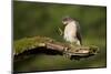 Sparrowhawk (Accipiter Nisus) Adult Male Grooming. Scotland, UK, February-Mark Hamblin-Mounted Photographic Print