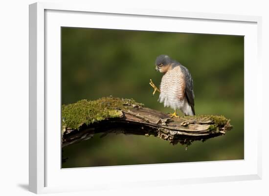 Sparrowhawk (Accipiter Nisus) Adult Male Grooming. Scotland, UK, February-Mark Hamblin-Framed Photographic Print