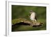 Sparrowhawk (Accipiter Nisus) Adult Male Grooming. Scotland, UK, February-Mark Hamblin-Framed Photographic Print