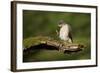 Sparrowhawk (Accipiter Nisus) Adult Male Grooming. Scotland, UK, February-Mark Hamblin-Framed Photographic Print