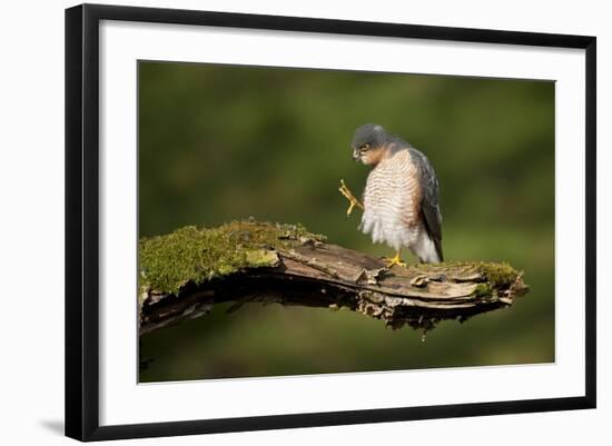 Sparrowhawk (Accipiter Nisus) Adult Male Grooming. Scotland, UK, February-Mark Hamblin-Framed Photographic Print