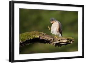 Sparrowhawk (Accipiter Nisus) Adult Male Grooming. Scotland, UK, February-Mark Hamblin-Framed Photographic Print