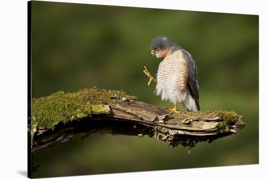 Sparrowhawk (Accipiter Nisus) Adult Male Grooming. Scotland, UK, February-Mark Hamblin-Stretched Canvas