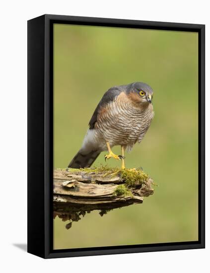 Sparrowhawk (Accipiter Nisus) Adult Male. Scotland, UK, February-Mark Hamblin-Framed Stretched Canvas