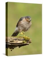 Sparrowhawk (Accipiter Nisus) Adult Male. Scotland, UK, February-Mark Hamblin-Stretched Canvas