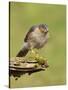 Sparrowhawk (Accipiter Nisus) Adult Male. Scotland, UK, February-Mark Hamblin-Stretched Canvas