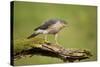 Sparrowhawk (Accipiter Nisus) Adult Male. Scotland, UK, February-Mark Hamblin-Stretched Canvas