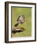 Sparrowhawk (Accipiter Nisus) Adult Male. Scotland, UK, February-Mark Hamblin-Framed Photographic Print
