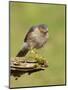 Sparrowhawk (Accipiter Nisus) Adult Male. Scotland, UK, February-Mark Hamblin-Mounted Photographic Print