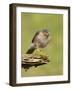 Sparrowhawk (Accipiter Nisus) Adult Male. Scotland, UK, February-Mark Hamblin-Framed Photographic Print