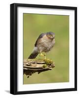 Sparrowhawk (Accipiter Nisus) Adult Male. Scotland, UK, February-Mark Hamblin-Framed Photographic Print