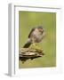 Sparrowhawk (Accipiter Nisus) Adult Male. Scotland, UK, February-Mark Hamblin-Framed Photographic Print