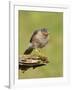 Sparrowhawk (Accipiter Nisus) Adult Male. Scotland, UK, February-Mark Hamblin-Framed Photographic Print