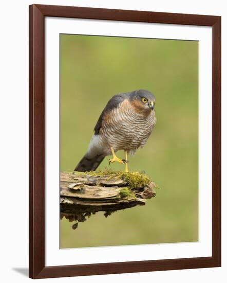 Sparrowhawk (Accipiter Nisus) Adult Male. Scotland, UK, February-Mark Hamblin-Framed Photographic Print