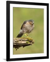 Sparrowhawk (Accipiter Nisus) Adult Male. Scotland, UK, February-Mark Hamblin-Framed Photographic Print