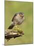 Sparrowhawk (Accipiter Nisus) Adult Male. Scotland, UK, February-Mark Hamblin-Mounted Photographic Print