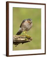 Sparrowhawk (Accipiter Nisus) Adult Male. Scotland, UK, February-Mark Hamblin-Framed Photographic Print