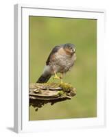 Sparrowhawk (Accipiter Nisus) Adult Male. Scotland, UK, February-Mark Hamblin-Framed Photographic Print