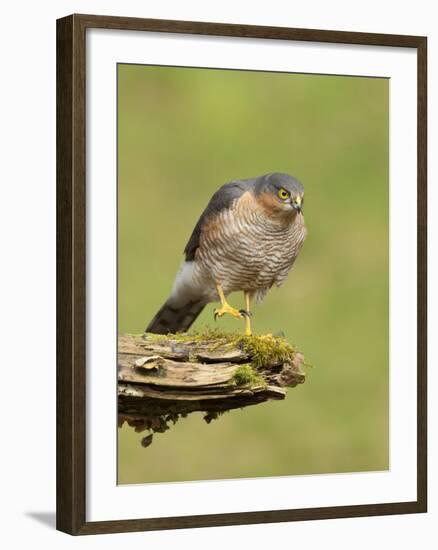 Sparrowhawk (Accipiter Nisus) Adult Male. Scotland, UK, February-Mark Hamblin-Framed Photographic Print