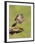 Sparrowhawk (Accipiter Nisus) Adult Male. Scotland, UK, February-Mark Hamblin-Framed Photographic Print