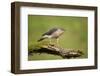 Sparrowhawk (Accipiter Nisus) Adult Male. Scotland, UK, February-Mark Hamblin-Framed Photographic Print