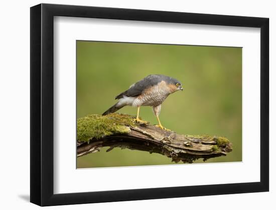 Sparrowhawk (Accipiter Nisus) Adult Male. Scotland, UK, February-Mark Hamblin-Framed Photographic Print