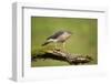 Sparrowhawk (Accipiter Nisus) Adult Male. Scotland, UK, February-Mark Hamblin-Framed Photographic Print