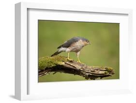 Sparrowhawk (Accipiter Nisus) Adult Male. Scotland, UK, February-Mark Hamblin-Framed Photographic Print