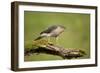 Sparrowhawk (Accipiter Nisus) Adult Male. Scotland, UK, February-Mark Hamblin-Framed Photographic Print