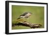 Sparrowhawk (Accipiter Nisus) Adult Male. Scotland, UK, February-Mark Hamblin-Framed Photographic Print