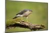 Sparrowhawk (Accipiter Nisus) Adult Male. Scotland, UK, February-Mark Hamblin-Mounted Photographic Print