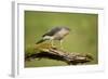 Sparrowhawk (Accipiter Nisus) Adult Male. Scotland, UK, February-Mark Hamblin-Framed Photographic Print